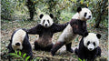 Bamboo Huddle