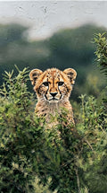 Bush Watcher