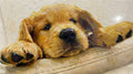 Cozy Puppy