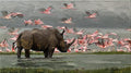 Flamingo Tide