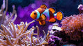 Reef Glow