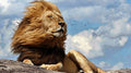 Windswept King